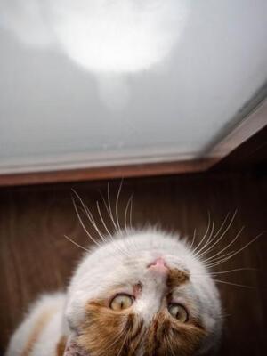 Caramelo (geb. Jan. 23) - NOTFALL, EKH - Kater