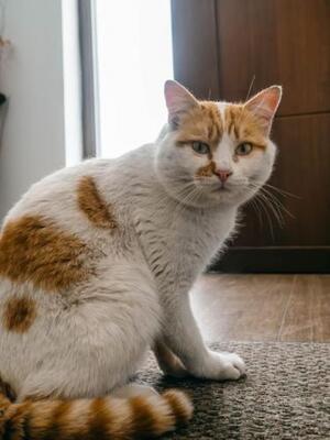 Caramelo (geb. Jan. 23) - NOTFALL, EKH - Kater