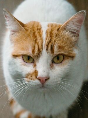 Caramelo geb. Januar 2023, EKH - Kater