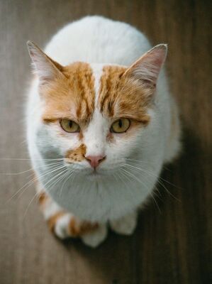Caramelo geb. Januar 2023, EKH - Kater