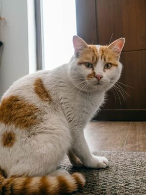 Caramelo geb. Januar 2023, EKH - Kater