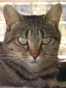Cari, Europäisch Kurzhaar - Katze