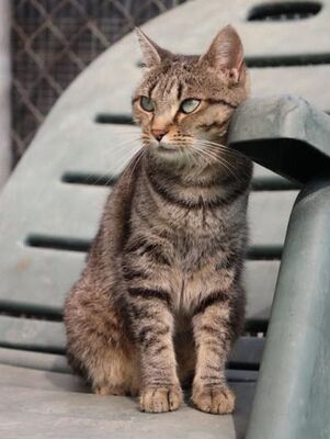 Cari, Europäisch Kurzhaar - Katze