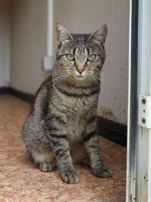 Cari, Europäisch Kurzhaar - Katze