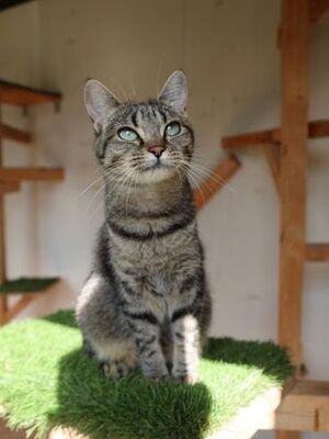 Cari, Europäisch Kurzhaar - Katze
