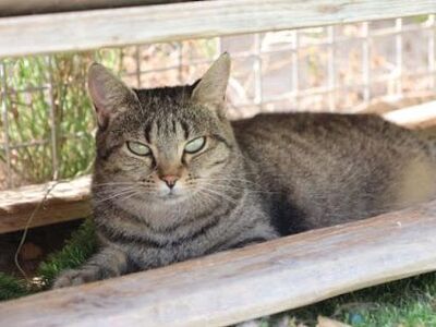 Cari, Europäisch Kurzhaar - Katze