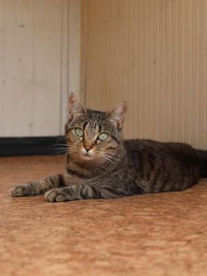 Cari geb. November 2021, Europäisch Kurzhaar - Katze