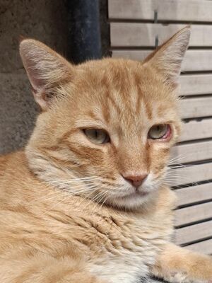 Carica, Europäisch Kurzhaar - Kater