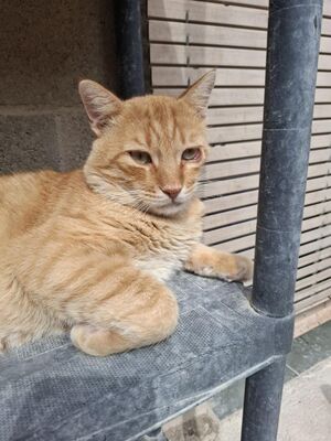 Carica, Europäisch Kurzhaar - Kater