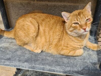 Carica, Europäisch Kurzhaar - Kater