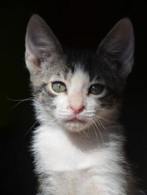 Carla (geb. März 2026) - EKH-Katze, EKH - Katze