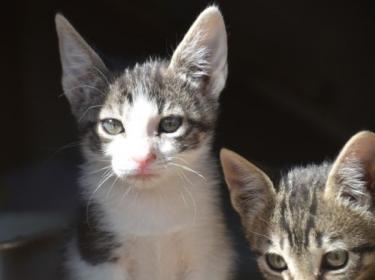 Carla (geb. März 2026) - EKH-Katze, EKH - Katze