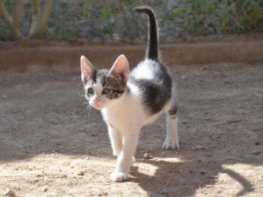 Carla (geb. März 2026) - EKH-Katze, EKH - Katze