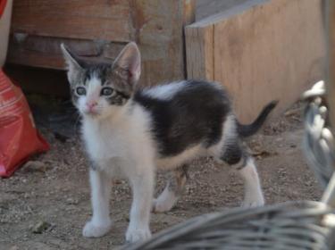 Carla (geb. März 2026) - EKH-Katze, EKH - Katze