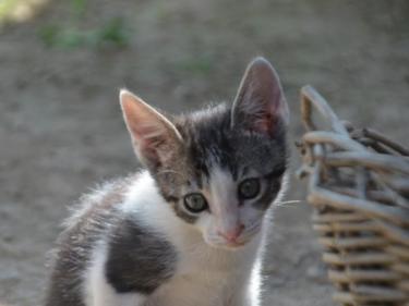 Carla (geb. März 2026) - EKH-Katze, EKH - Katze