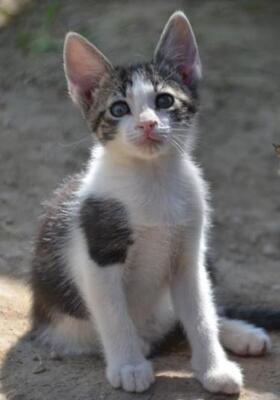 Carla (geb. März 2026) - EKH-Katze, EKH - Katze