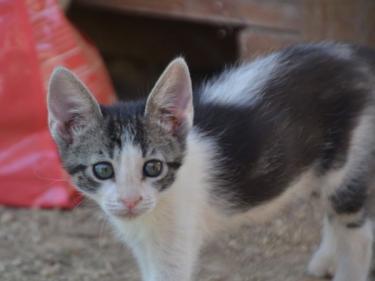 Carla (geb. März 2026) - EKH-Katze, EKH - Katze