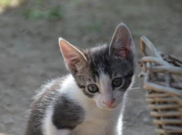 Carla (geb. März 2026) - EKH-Katze, EKH - Katze