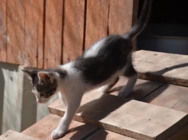 Carla (geb. März 2026) - EKH-Katze, EKH - Katze