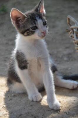 Carla (geb. März 2026) - EKH-Katze, EKH - Katze