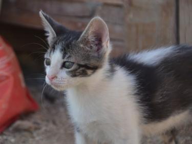 Carla (geb. März 2026) - EKH-Katze, EKH - Katze