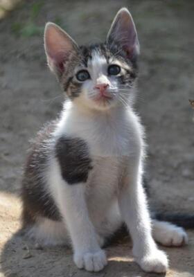 Carla geb. März 2026, Europäisch Kurzhaar - Katze