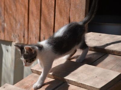 Carla geb. März 2026, Europäisch Kurzhaar - Katze