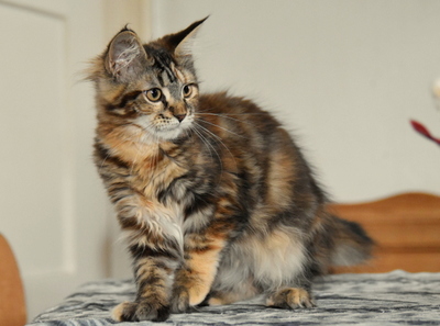 Carlotta und Geschwister, Maine Coon Jungtier - Kater