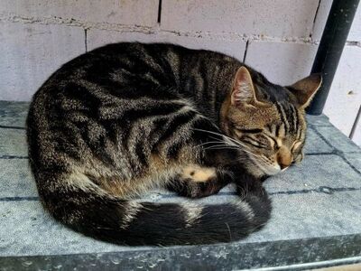 Carmen, Europäisch Kurzhaar - Katze