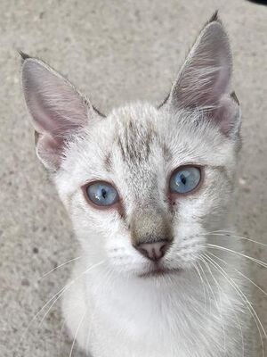 Carracol (geb. April 26) - Siam-Mix, Siam-Mix - Kater