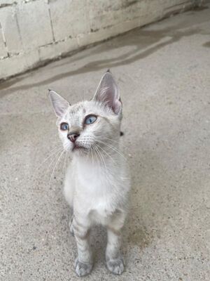 Carracol (geb. April 26) - Siam-Mix, Siam-Mix - Kater