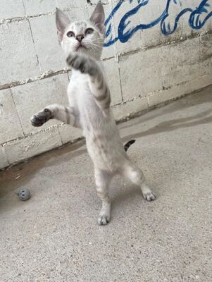Carracol (geb. April 26) - Siam-Mix, Siam-Mix - Kater