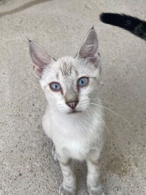 Carracol (geb. April 26) - Siam-Mix, Siam-Mix - Kater