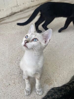 Carracol (geb. April 26) - Siam-Mix, Siam-Mix - Kater
