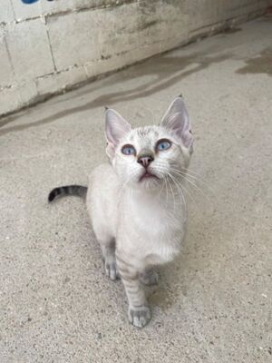 Carracol (geb. April 26) - Siam-Mix, Siam-Mix - Kater