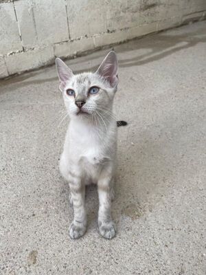 Carracol (geb. April 26) - Siam-Mix, Siam-Mix - Kater