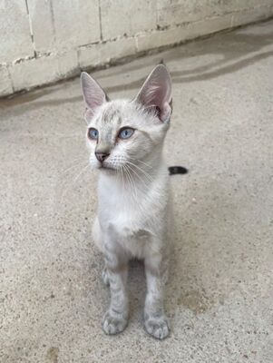 Carracol (geb. April 26) - Siam-Mix, Siam-Mix - Kater