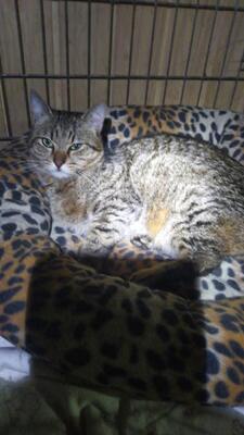 Casimir, Mischling - Kater