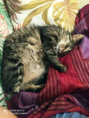 Casimiro, europäisch Kurzhaar - Kater