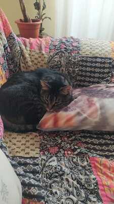 Casimiro, europäisch Kurzhaar - Kater