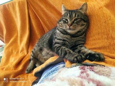 Casimiro, europäisch Kurzhaar - Kater