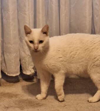 Casper, Unbekannt - Kater