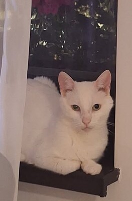 Casper, Unbekannt - Kater