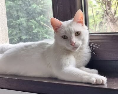 Casper, Unbekannt - Kater