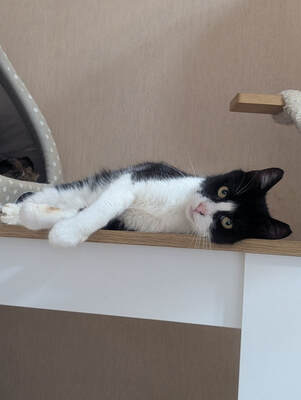 Castro, FIV-positiv, beschwerdefrei, europäische Hauskatze - Kater