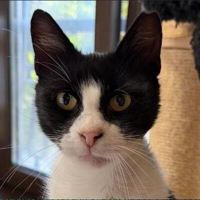 Castro, FIV-positiv, beschwerdefrei, europäische Hauskatze - Kater