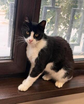 Castro, FIV-positiv, beschwerdefrei, europäische Hauskatze - Kater