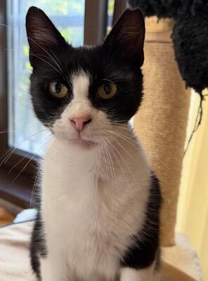 Castro, FIV-positiv, beschwerdefrei, europäische Hauskatze - Kater