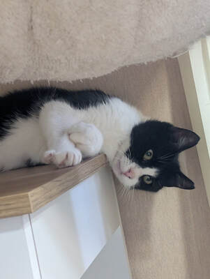 Castro, FIV-positiv, beschwerdefrei, europäische Hauskatze - Kater