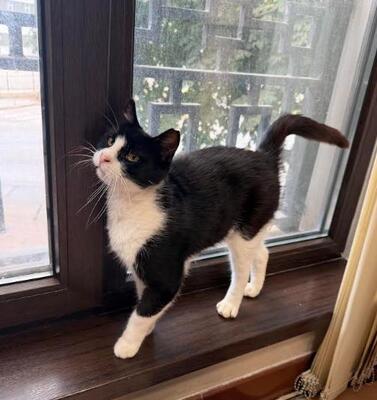 Castro, FIV-positiv, beschwerdefrei, europäische Hauskatze - Kater